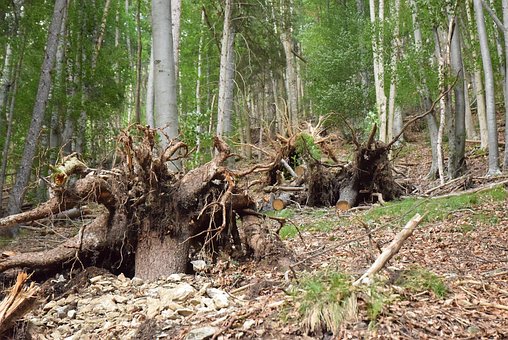Free Tree Stump Forest photo and picture