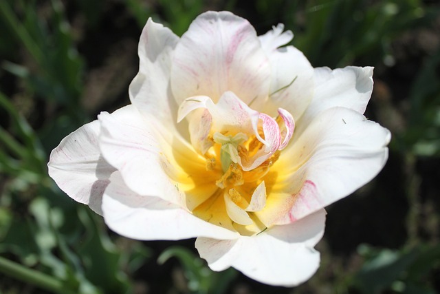 Free Flower Narcissus photo and picture