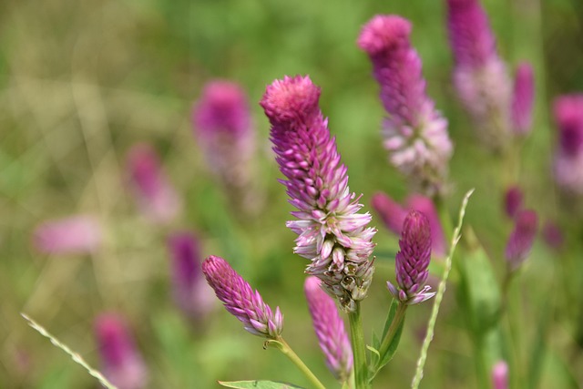 Free Flower Forest photo and picture