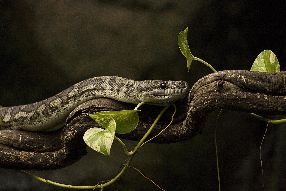 Constrictor Python Reptile - Free photo on Pixabay - Pixabay