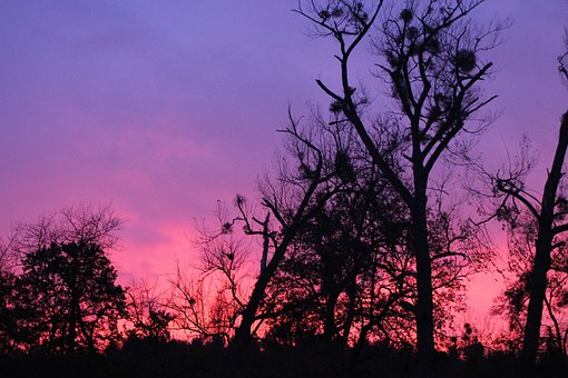 Sonnenuntergang, Bäume, Landschaft