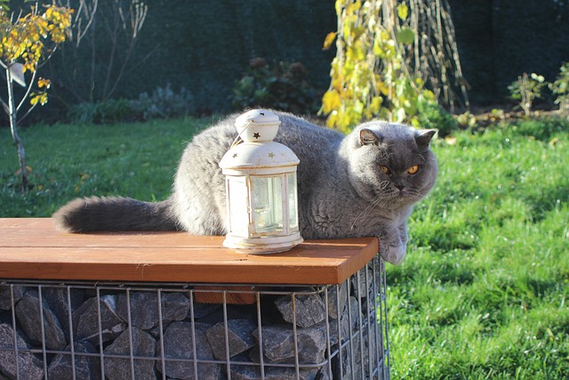 Free Cat British photo and picture