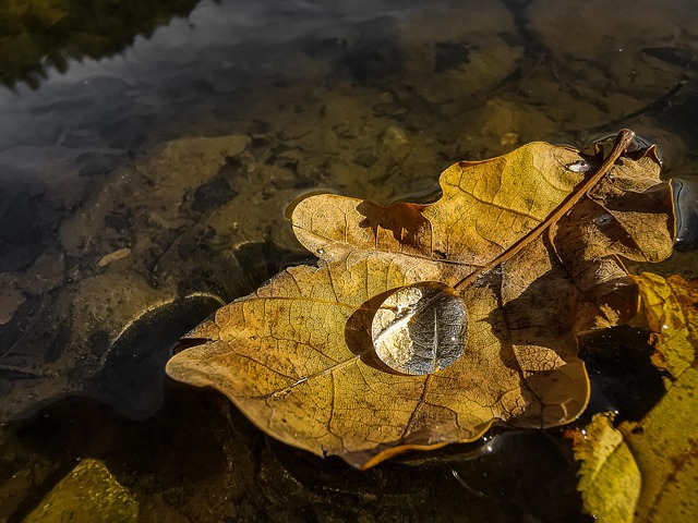 Free Fall Leaf photo and picture