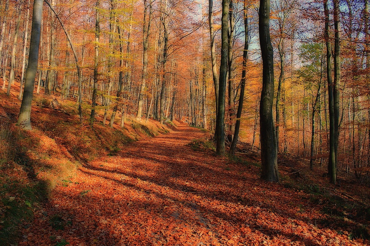 Tombe Forêt Des Arbres - Photo gratuite sur Pixabay - Pixabay