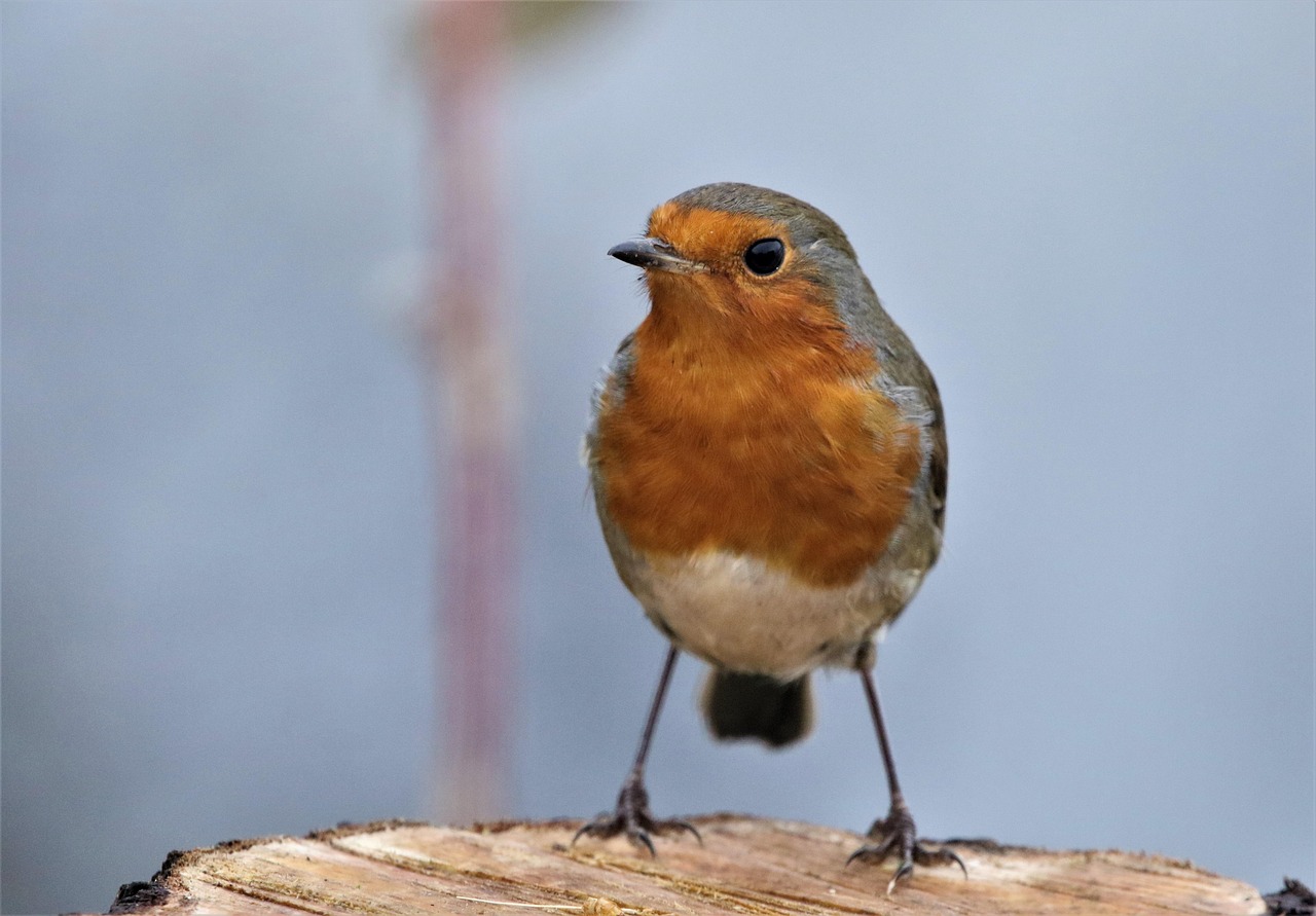 Robin Red Close - Free photo on Pixabay - Pixabay