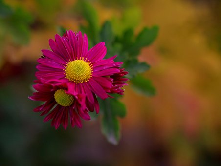 Krysantemum, Blomst, Smukke Blomster