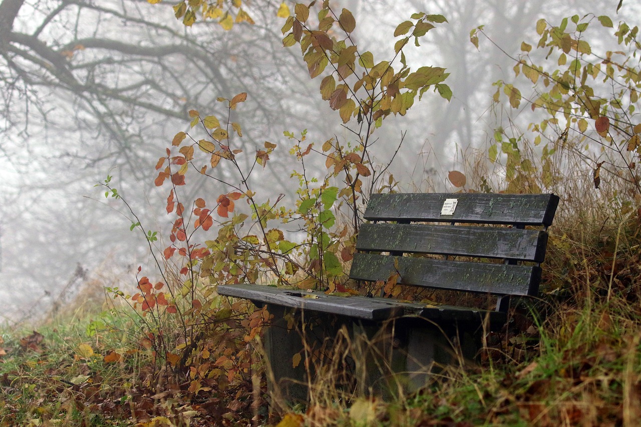Fall Bank Fog - Free photo on Pixabay