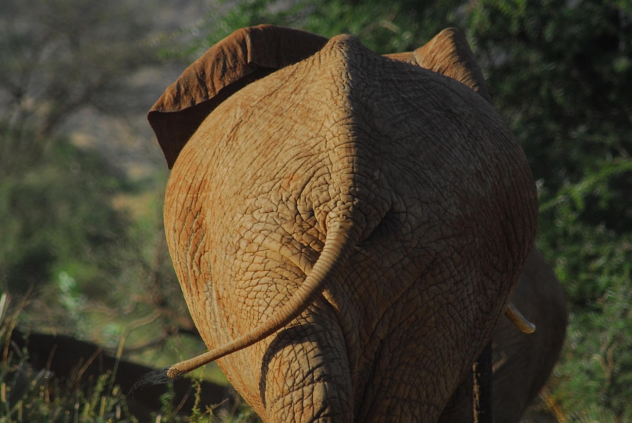 elephant, animal, mammal, african elephant, wild, pachyderm, large animal, large mammal, africa, nature, safari, animal world, wildlife, wildlife photography, wilderness, elephant, elephant, elephant, elephant, elephant