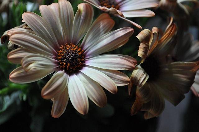 Free Flower Nature photo and picture