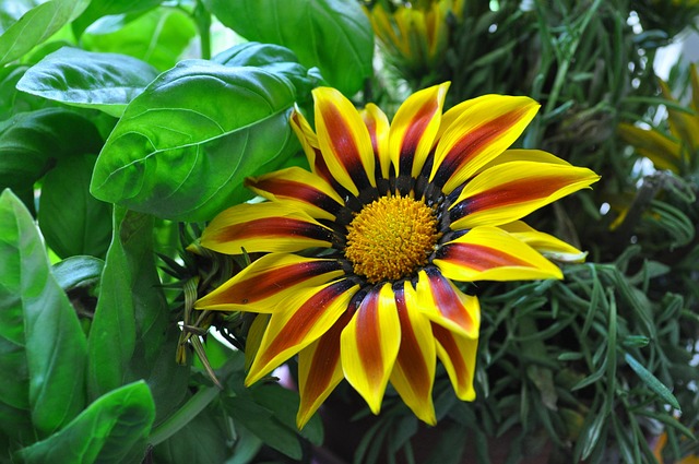 Free Flower Spring photo and picture