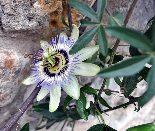Free Flower Nature photo and picture