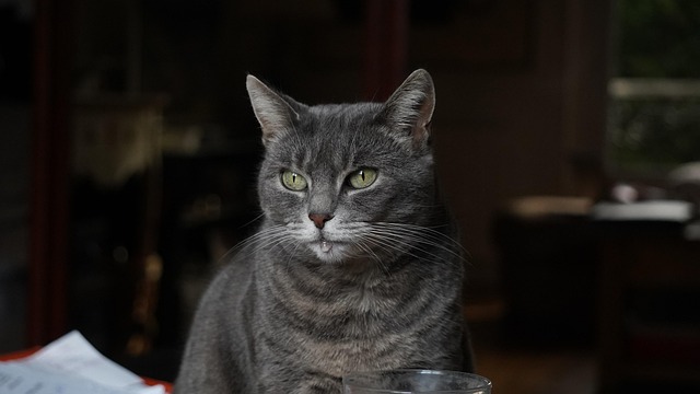 Katze, Kätzchen, Tier, Katzenartig