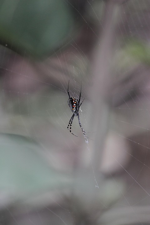 Araña Animal Insecto - Foto gratis en Pixabay - Pixabay