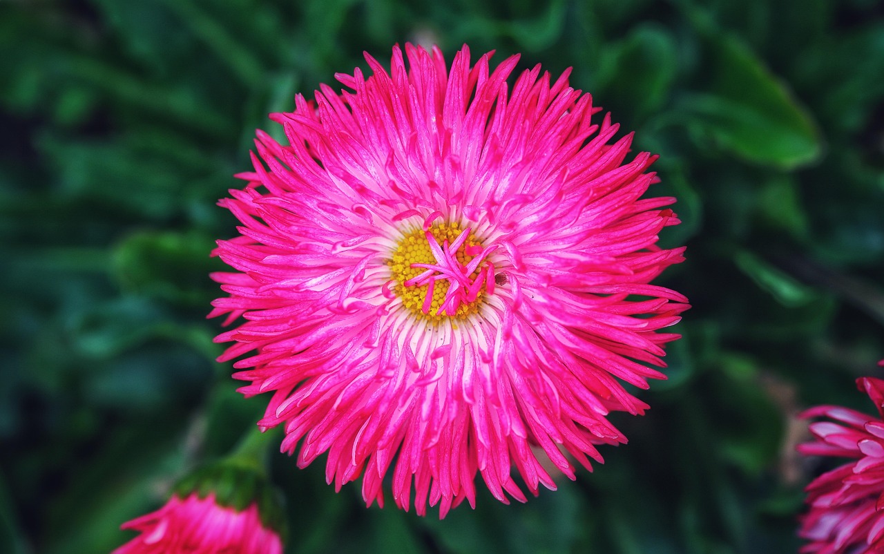 Macro Flower Chrysanthemum - Free photo on Pixabay - Pixabay