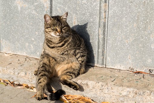 Pisica, Natura, Animale