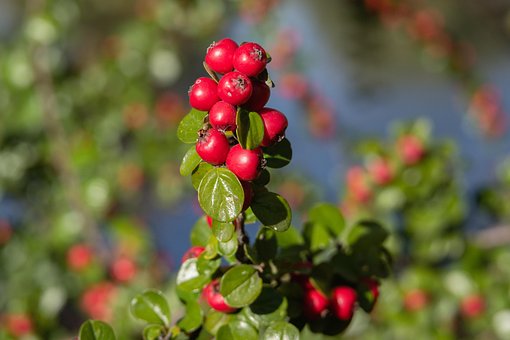 Cotoneaster, Bush, Tufiș, Natură, Plante