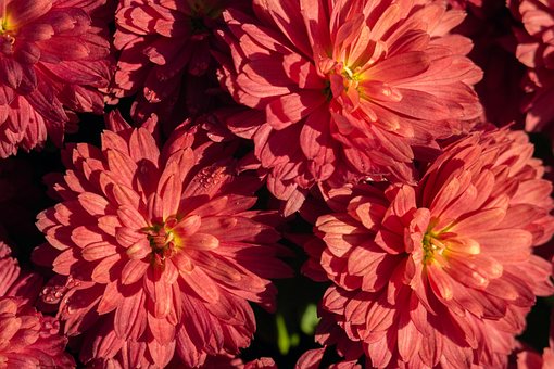 Crizanteme, Flori, Floare De Soare