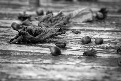 Free Fall Leaf photo and picture