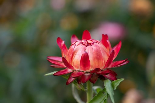 Free Flower Autumn photo and picture