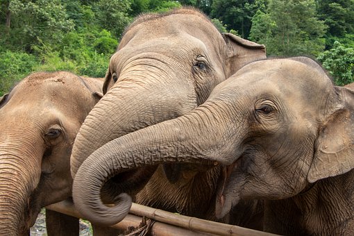 Free Elephants Nature photo and picture