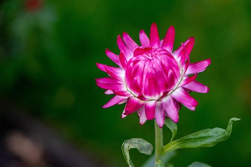 Free Flower Autumn photo and picture