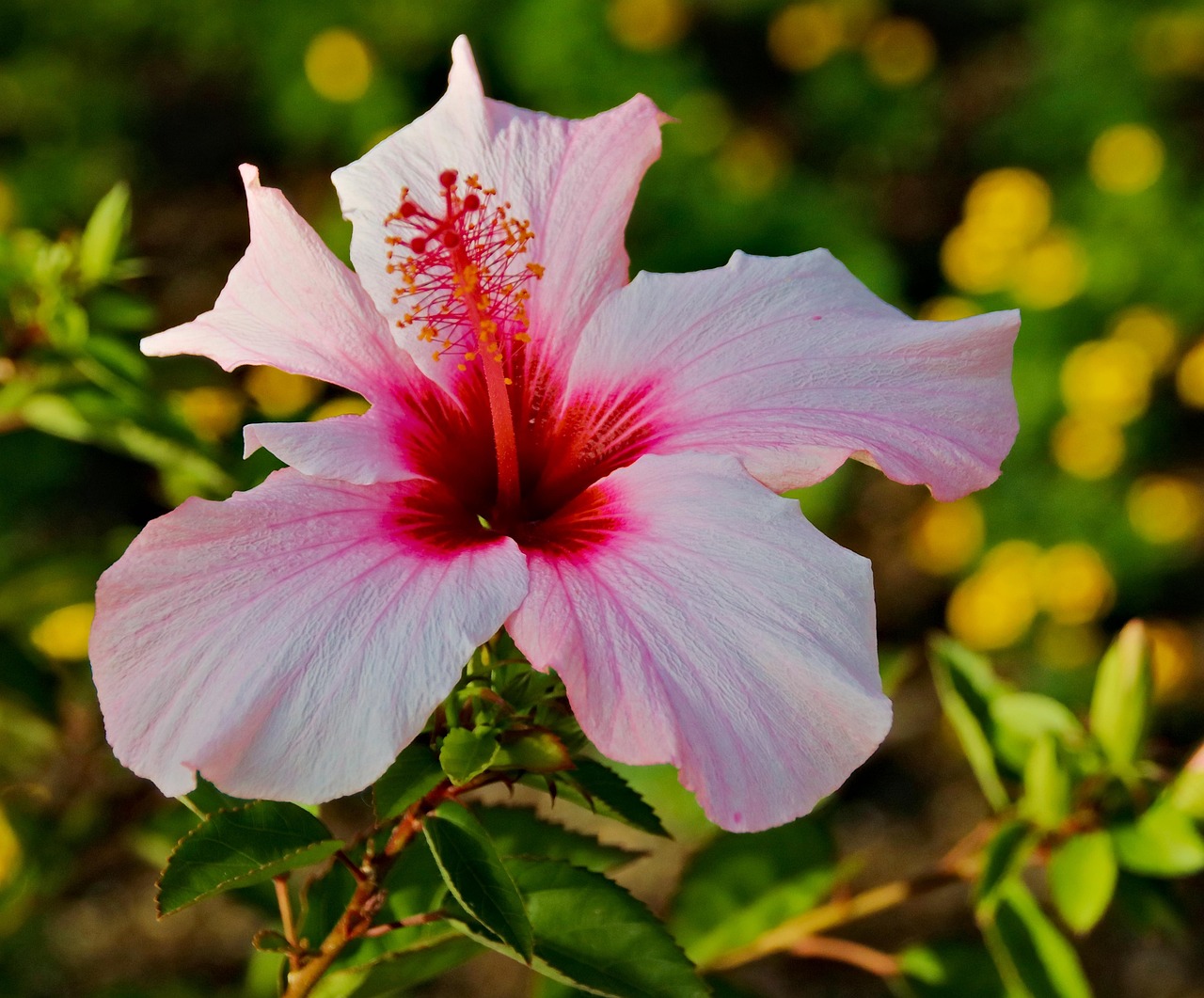 Flower Hibiscus Bloom Free Photo On Pixabay