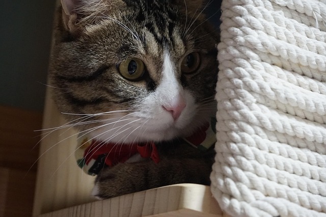 Free Cat Hunt photo and picture
