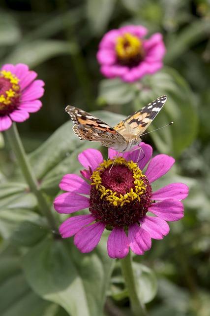 Blumen, Schöne Blumen, Schmetterling