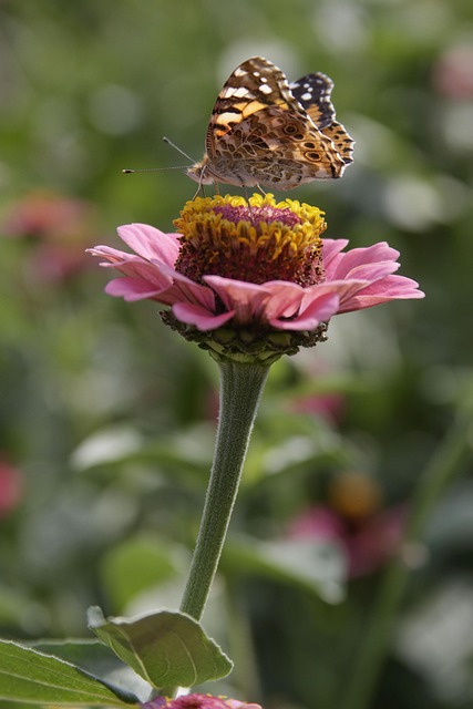 Blumen, Schmetterling