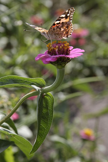 Blumen, Schmetterling, Schöne Blumen