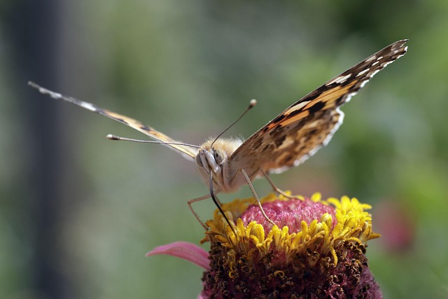 Blumen, Schmetterling, Sommer, Natur