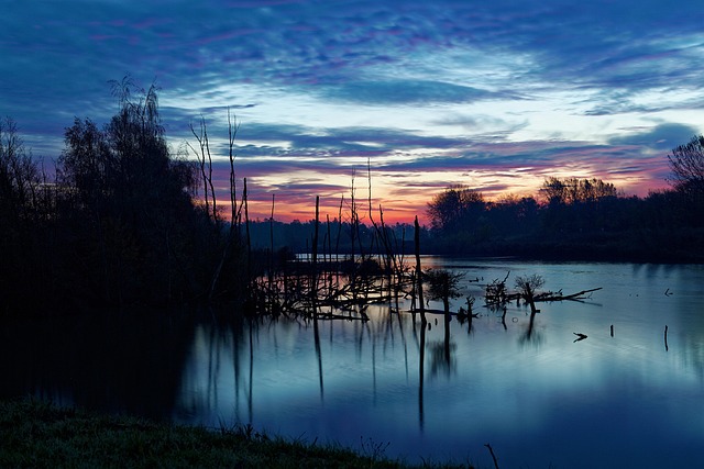 Morgen, Overskyet, Vand, Træ, Natur