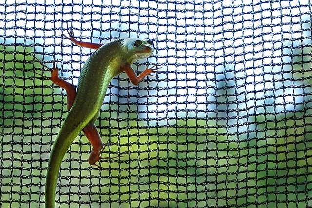 Free Lizard Green Lizard photo and picture