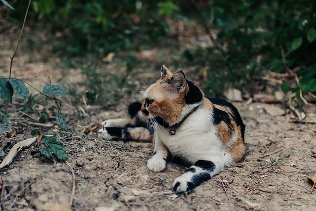 Free Cat Pet photo and picture