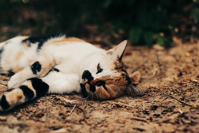Free Cat Feline photo and picture