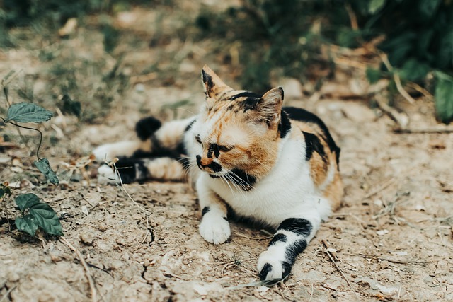 Free Cat Feline photo and picture