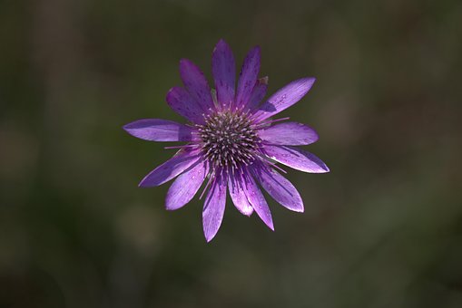 Forberedelser, Smukke Blomster, Blomst