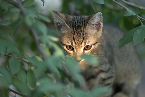 Katten, Katagtig, Grå, Lille, Spil