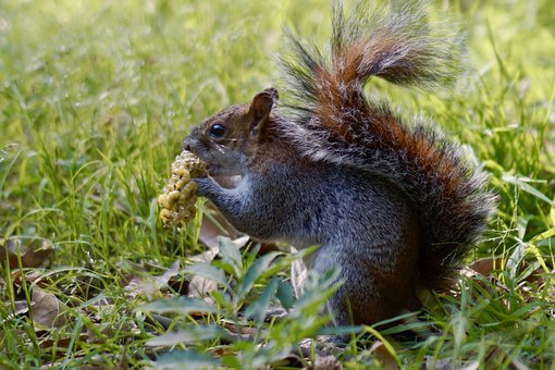 Free Squirrel Eat photo and picture