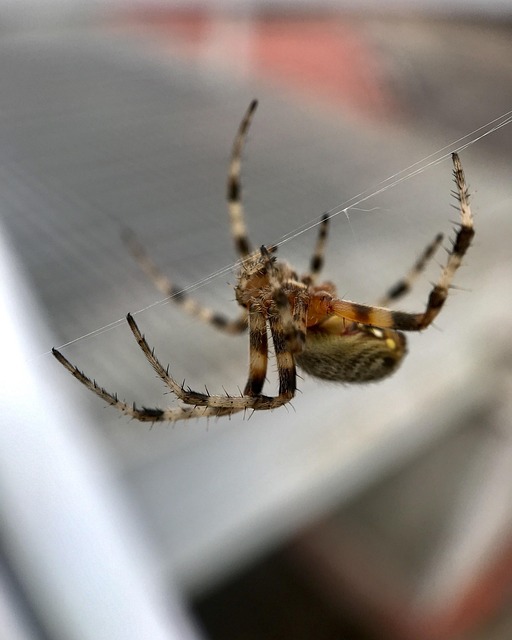 Free Spider Insect photo and picture