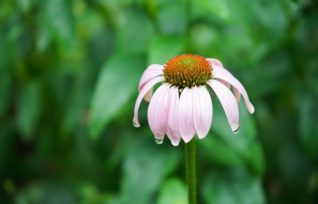 Free Flower Flower Wallpaper photo and picture