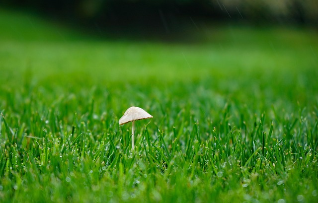 Free Mushroom Nature photo and picture