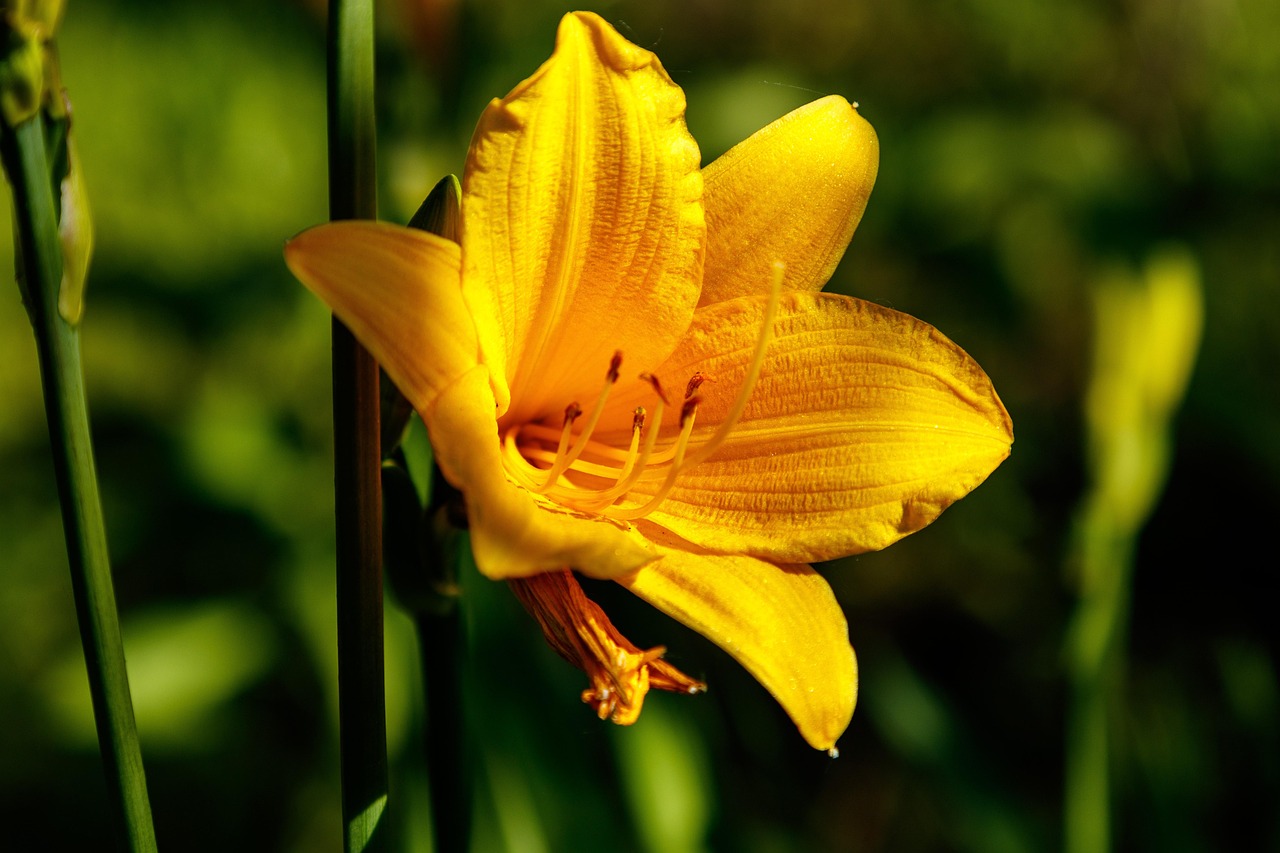 黄花菜 花卉 花瓣 - Pixabay上的免费照片 - Pixabay
