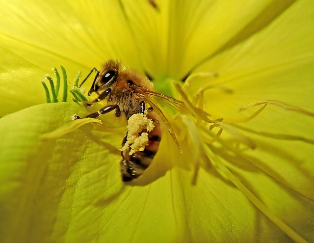 Free Insect Bee photo and picture