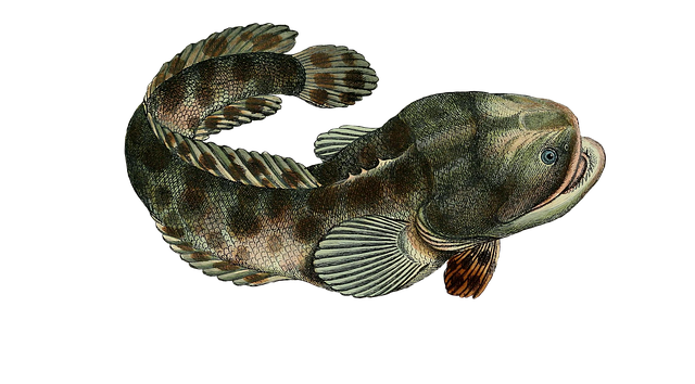 Free fish animal nature illustration