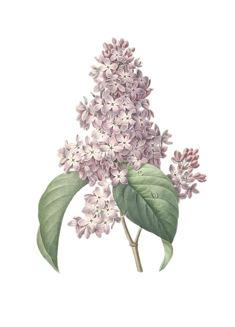 Free lilac flower plant illustration
