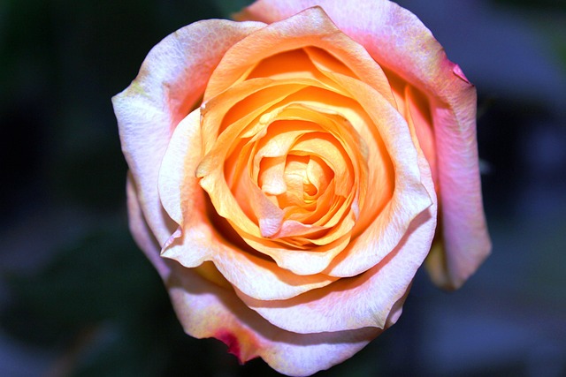 Free Roses Tea photo and picture