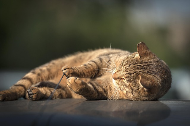 Pisică, Animal, Pisoi