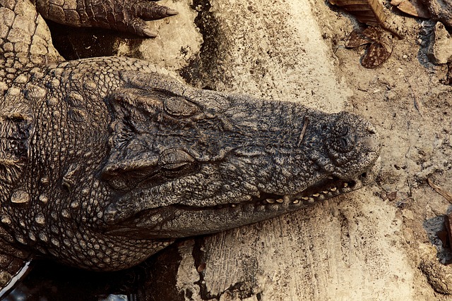 Animal, Crocodrile, Animal Salvaje