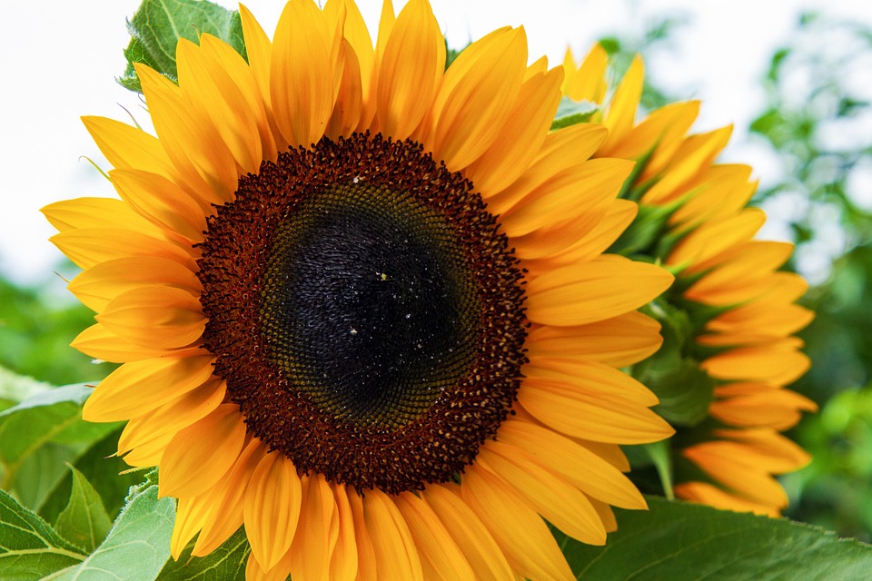 Sunflower Yellow Nature - Free photo on Pixabay
